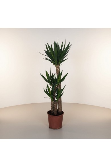 3lü Yucca Ağacı (ORTA)